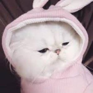 Meet your Posher, Charity